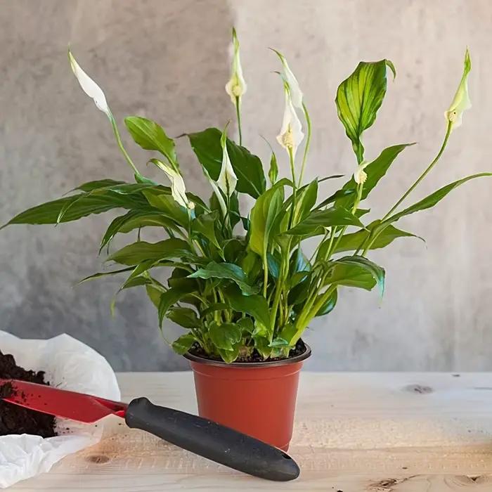 Paquet de 50 Pots de pépinière de style américain – Conteneurs polyvalents pour semis intérieurs/ext