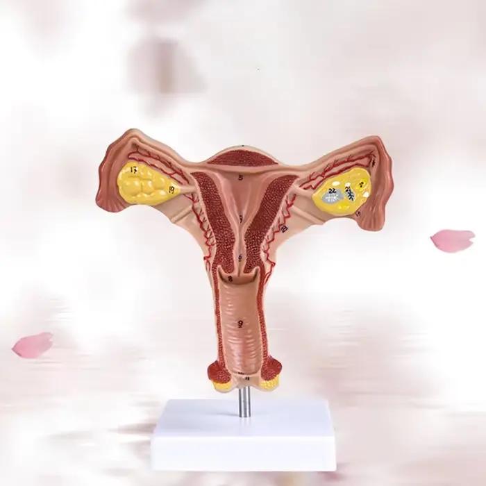 Tubes de fallope d'ovaire d'utérus féminin humain 1:1, modèle anatomique d'anatomie humaine, outils 
