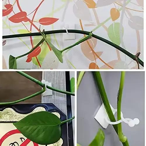 Plante grimpante auto-adhésive mur vignes outils fixation plante fixation murale Clips boucle fixe c