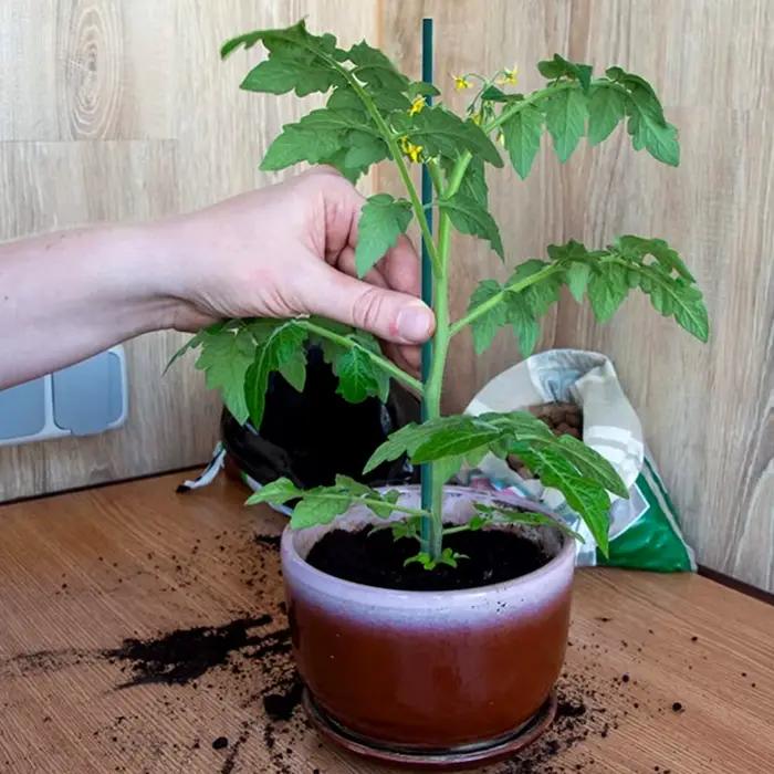 Piquets de support de plantes en bambou, poteau de support floral, bâtons de jardin verts polyvalent