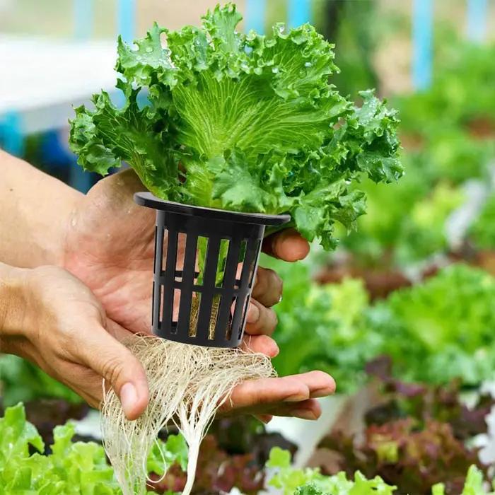 Mir pour plantes hydroponiques aquaponiques et orchidées, filet standardisé, filet à mailles fendues