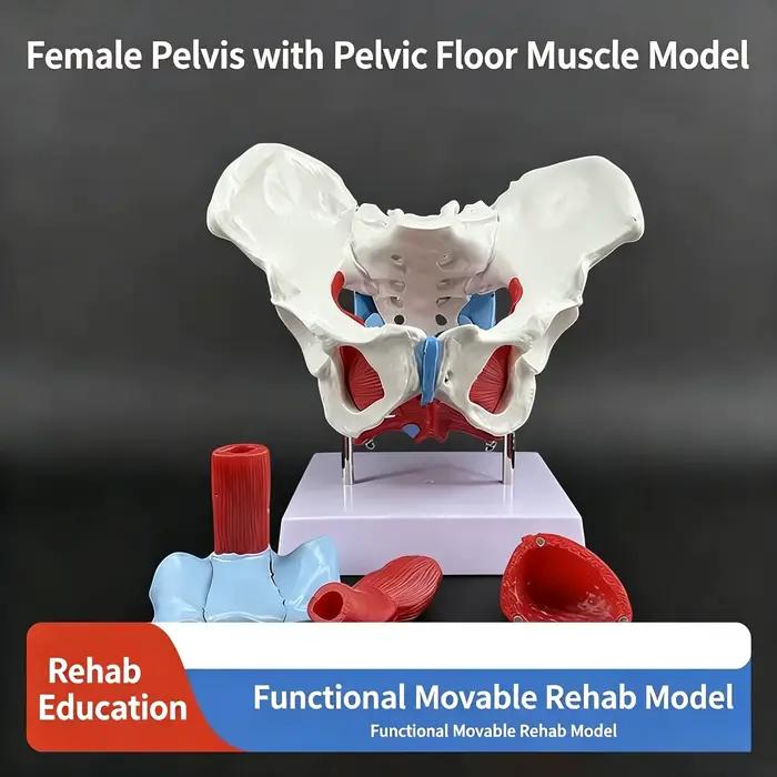 Modèle anatomique du plancher pelvien féminin avec affichage des organes reproducteurs – Aide pédagogique pour la rééducation post-partum