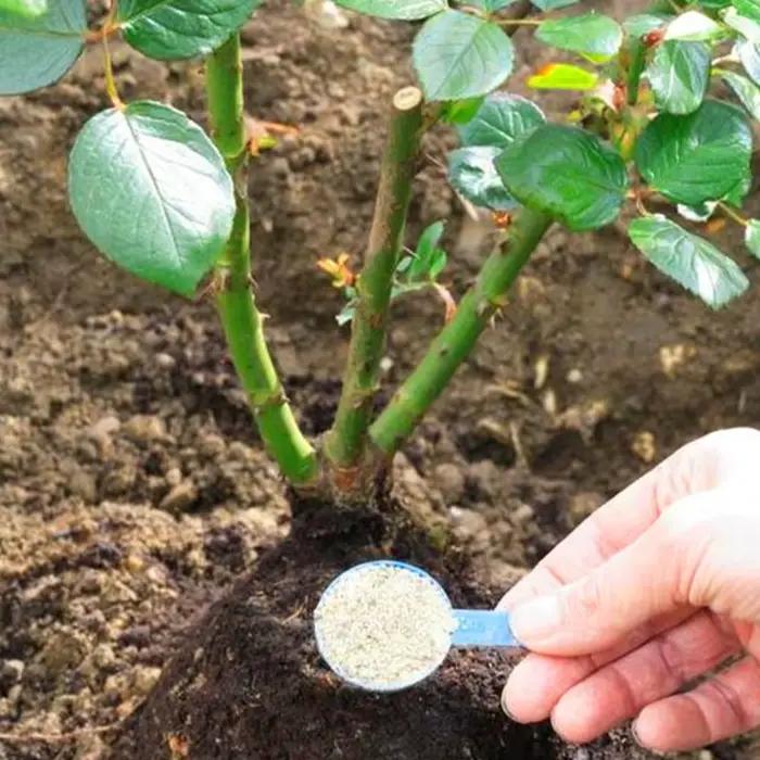 Poudre d'enracinement rapide pour plantes, stimuler la croissance des racines, faciliter la plantation et le transvasement, pour toutes sortes de plantes, d'intérieur et de jardin