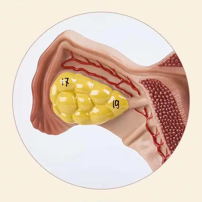 Tubes de fallope d'ovaire d'utérus féminin humain 1:1, modèle anatomique d'anatomie humaine, outils d'enseignement médical