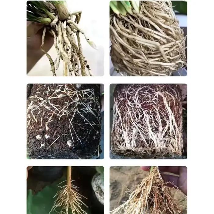 Solution d'enracinement pour roses liquide alimentée par algues pour le développement racinaire et la croissance des plantes occasions spéciales jardinage