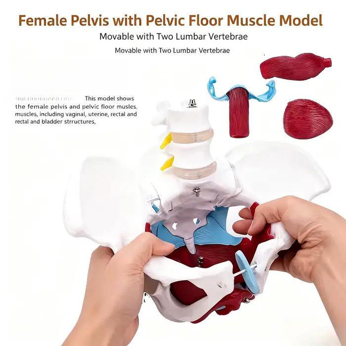 Modèle anatomique du plancher pelvien féminin avec affichage des organes reproducteurs – Aide pédagogique pour la rééducation post-partum