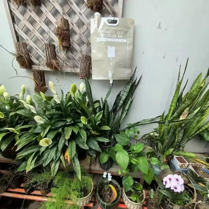 Dispositif d'arrosage automatique des plantes de 6