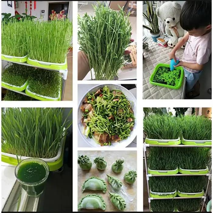 Microgreens plateau de germination hydroponique/plateau
