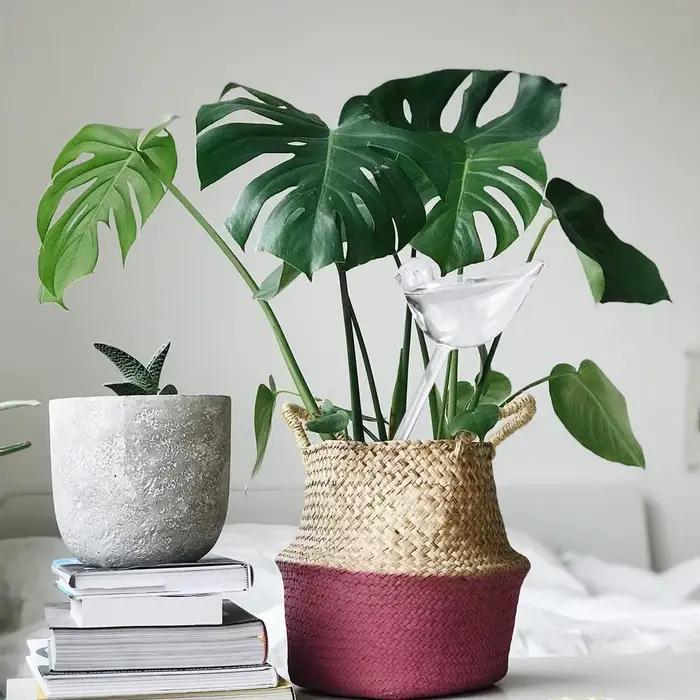 Boules d'arrosage automatiques pour plantes