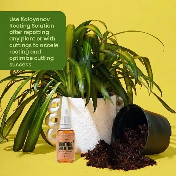 Root Drops Hormone d'enracinement liquide pour les boutures | Gouttes de propagation rapide pour tous les Pothos