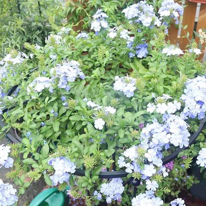 Treillis de Jardin pour Plantes Grimpantes, Tour Parapluie, Support DIY pour Pots de Fleurs