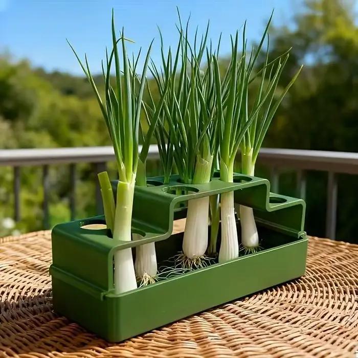 Système hydroponique de culture d'oignons verts avec dispositif d'arrosage automatique