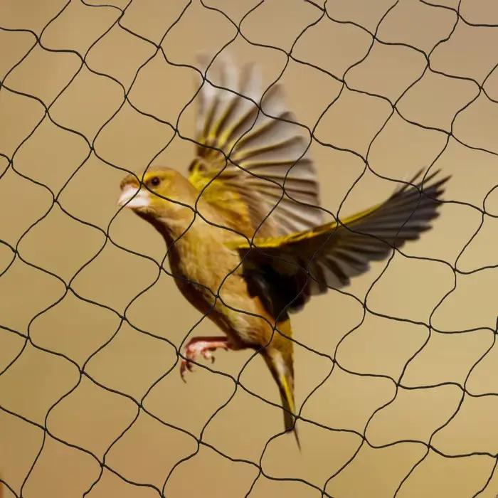 Filet anti-oiseaux en nylon pour cultures fruitières, 100 "x 50", pour protéger les arbres des oisea