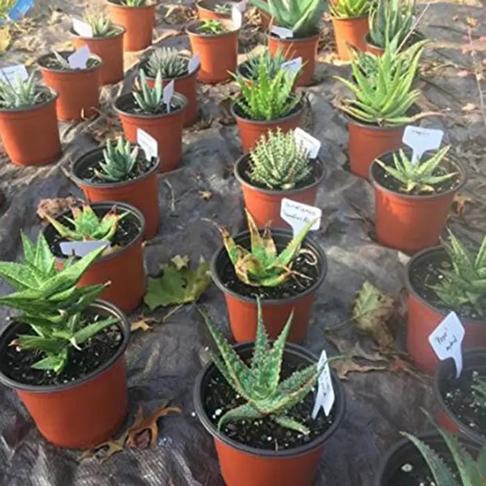 100 pièces marqueurs d'étiquettes de plantes de Type T étanche PVC plantes de jardin Classification