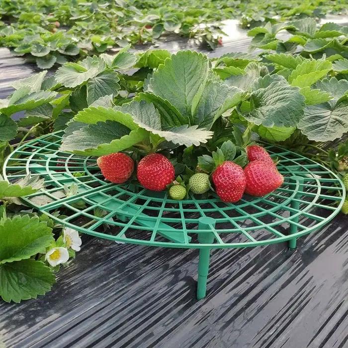 Supports de fraises pour conserver les plantes et les fruits, support de culture de légumes, outils