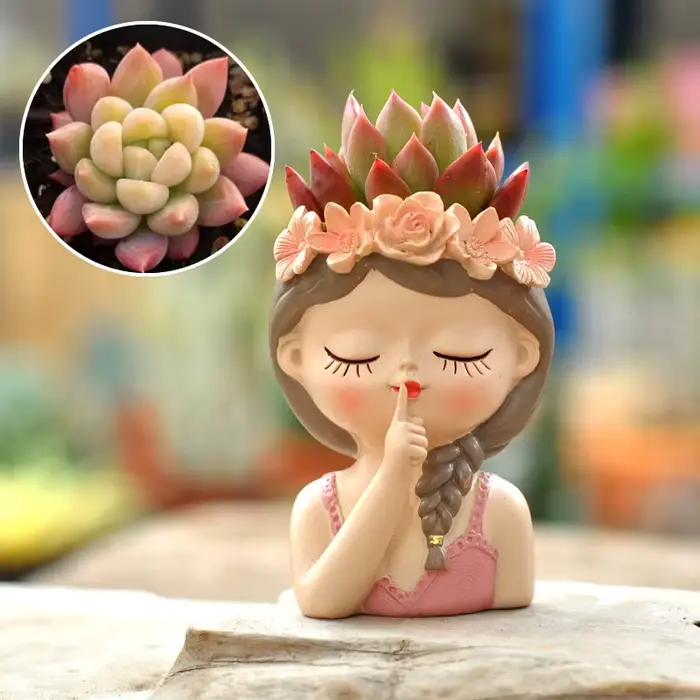 Pot de fleurs succulentes féeriques, ornement de bureau, plantes succulentes, Vase de plantes vertes