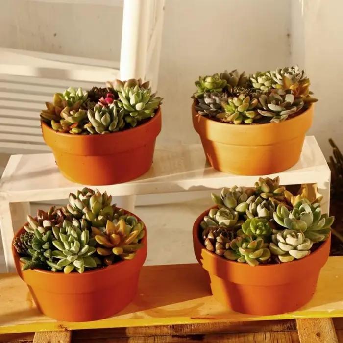 Pots de fleurs en terre cuite, 3.5 "x 2.2", 6 pièces, jardinière en argile et poterie avec trou de D